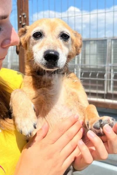 Aurea, female senior Mixed Breed for adoption at Hunderettung Europa e.V., Duisburg