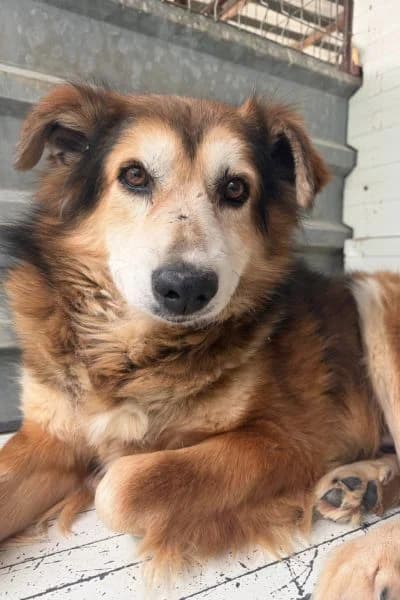 Elio, Mixed Breed (Hunderettung Europa e.V.)
