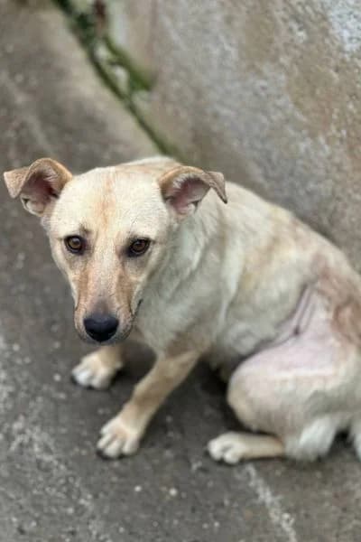 Kiska, female 3yo Mixed Breed for adoption at Hunderettung Europa e.V., Duisburg