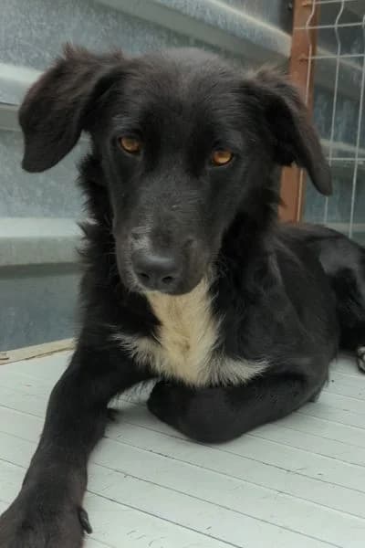 Hanni, female puppy Mixed Breed for adoption at Hunderettung Europa e.V., Duisburg