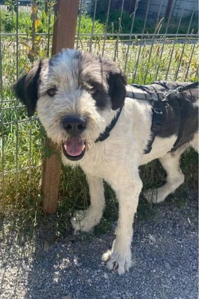 Irasko, female senior Mixed Breed for adoption at Hunderettung Europa e.V., Duisburg