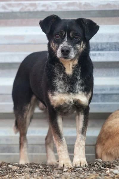 Cleo, female senior Mixed Breed for adoption at Hunderettung Europa e.V., Duisburg