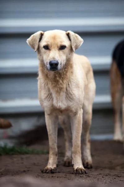 Dexter, male senior Mixed Breed for adoption at Hunderettung Europa e.V., Duisburg