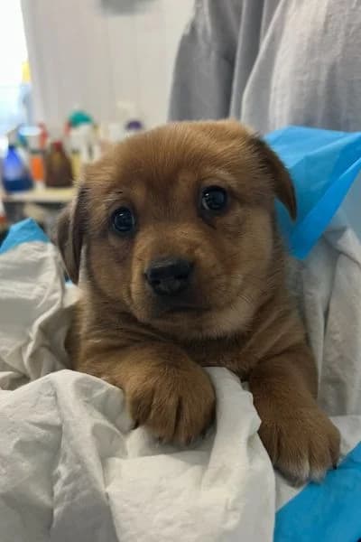 Sandy, female puppy Mixed Breed for adoption at Hunderettung Europa e.V., Duisburg