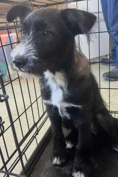 Margarete, female puppy Mixed Breed for adoption at Hunderettung Europa e.V., Duisburg
