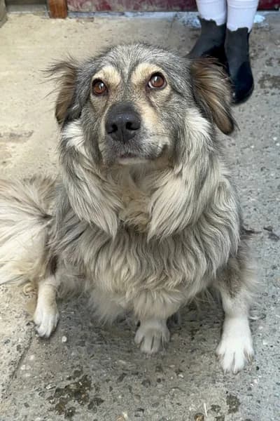Zwiebel, female 4yo Mixed Breed for adoption at Hunderettung Europa e.V., Duisburg