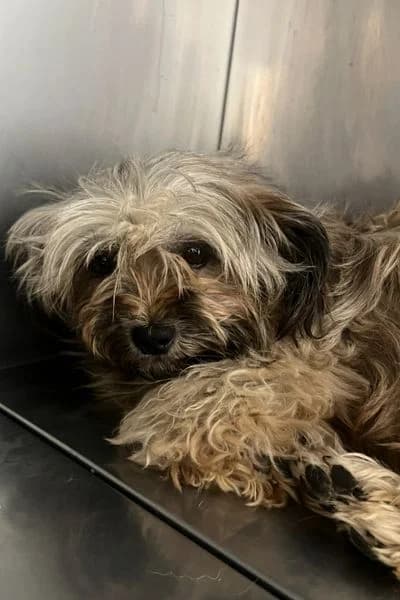 Motte, female 7yo Mixed Breed for adoption at Hunderettung Europa e.V., Duisburg