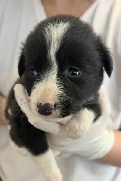 Flamara, female puppy Mixed Breed for adoption at Hunderettung Europa e.V., Duisburg
