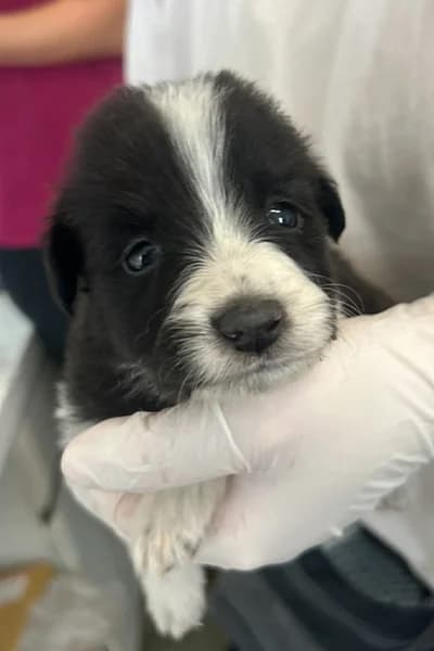 Pikachu, female puppy Mixed Breed for adoption at Hunderettung Europa e.V., Duisburg