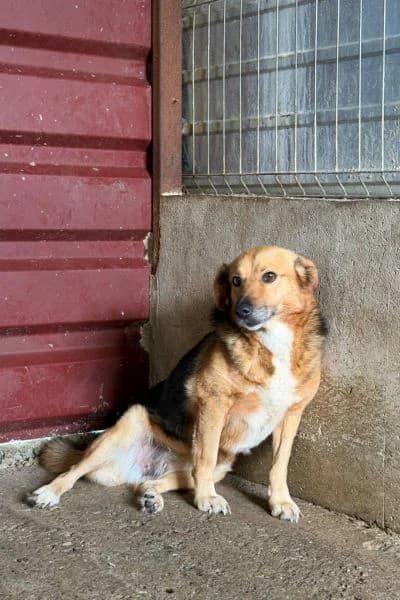 Livana, female 4yo Mixed Breed for adoption at Hunderettung Europa e.V., Duisburg