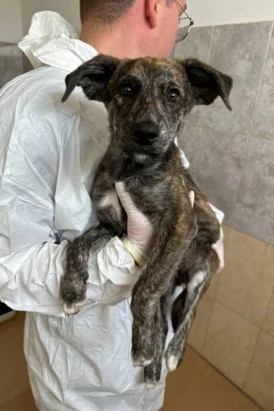 Dolly, female puppy Mixed Breed for adoption at Hunderettung Europa e.V., Duisburg