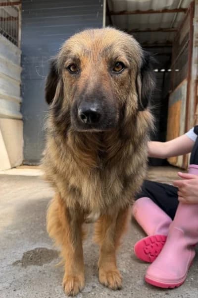 Sarina, female 6yo Mixed Breed for adoption at Hunderettung Europa e.V., Duisburg