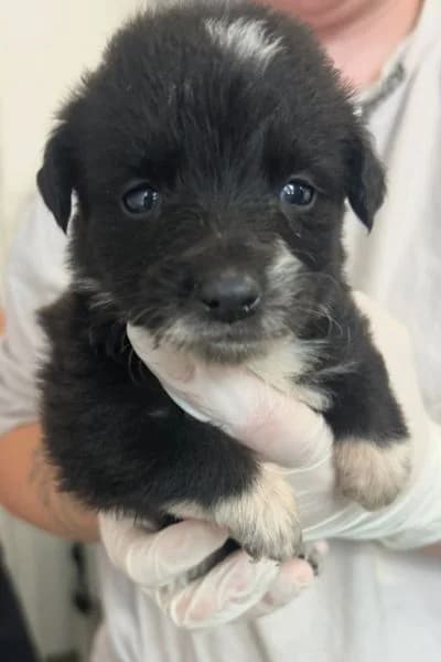 Luxtra, female puppy Mixed Breed for adoption at Hunderettung Europa e.V., Duisburg