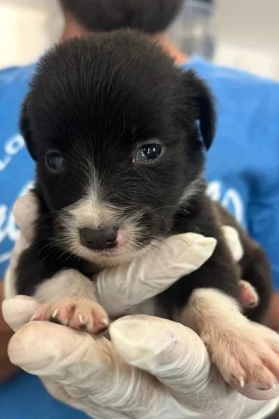 Evoli, female puppy Mixed Breed for adoption at Hunderettung Europa e.V., Duisburg