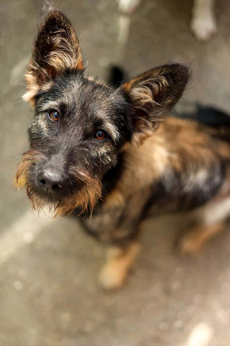 Caja, female young Mixed Breed for adoption at Hunderettung Europa e.V., Duisburg