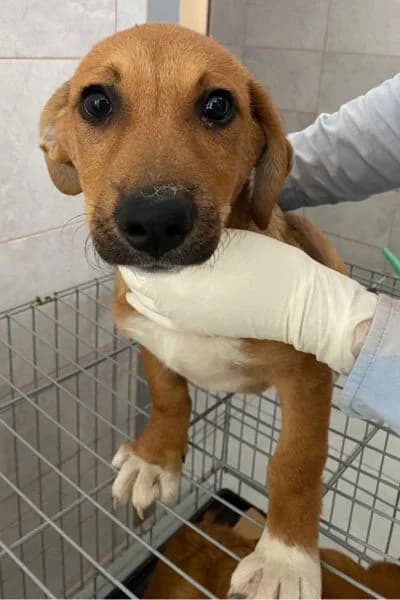 Rebekah, female puppy Mixed Breed for adoption at Hunderettung Europa e.V., Duisburg