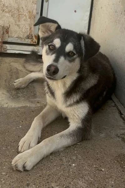 Embla, female young Mixed Breed for adoption at Hunderettung Europa e.V., Duisburg