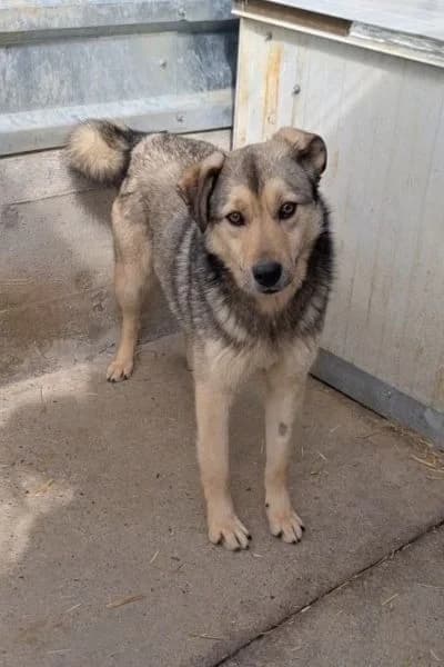 Venezia, female Mixed Breed for adoption at Hunderettung Europa e.V., Duisburg