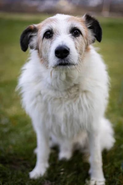 Pflegehund Pippin, male senior Mixed Breed for adoption at Hunderettung Europa e.V., Duisburg