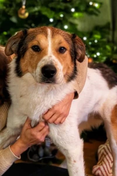 Pflegehund Faro, female 6yo Mixed Breed for adoption at Hunderettung Europa e.V., Duisburg