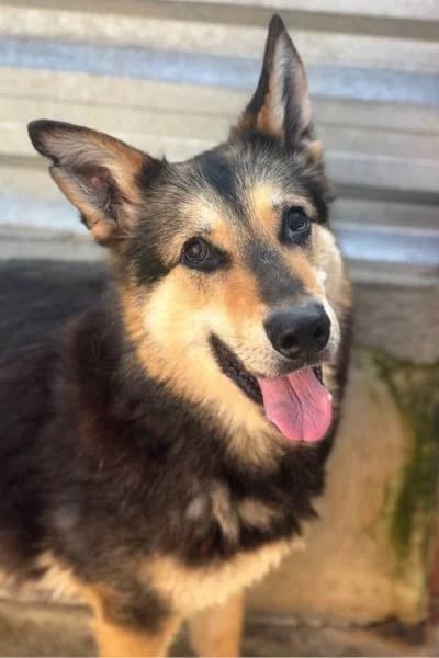 Nico, male senior Mixed Breed for adoption at Hunderettung Europa e.V., Duisburg
