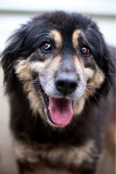 Hope, female Mixed Breed for adoption at Hunderettung Europa e.V.