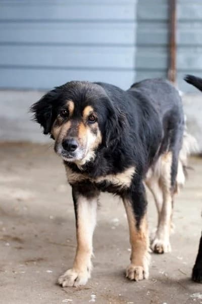 Hope, female Mixed Breed for adoption at Hunderettung Europa e.V. — photo 3 of 8