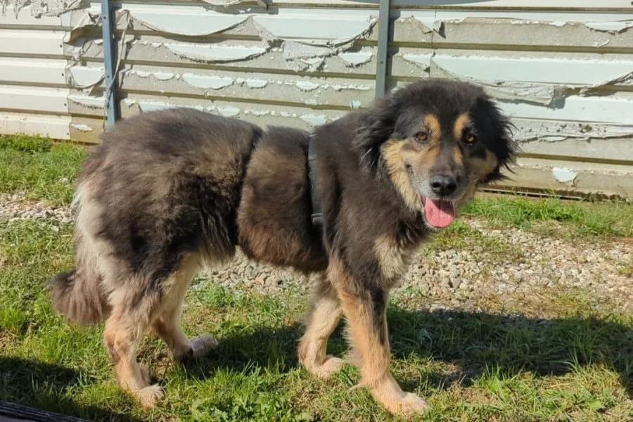 Hope, female Mixed Breed for adoption at Hunderettung Europa e.V. — photo 4 of 8