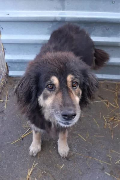 Hope, female Mixed Breed for adoption at Hunderettung Europa e.V. — photo 6 of 8