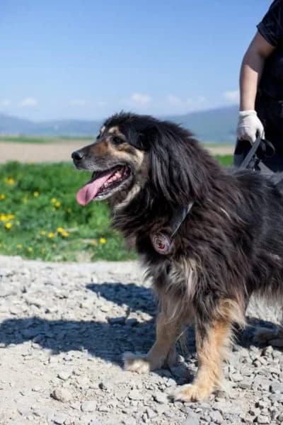 Hope, female Mixed Breed for adoption at Hunderettung Europa e.V. — photo 8 of 8