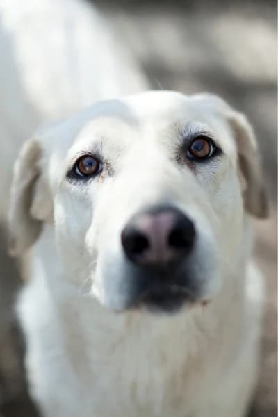 Niomi, female 4yo Mixed Breed for adoption at Hunderettung Europa e.V., Duisburg