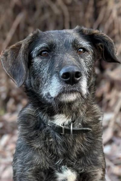 Pflegehund Dina, female 4yo Mixed Breed for adoption at Hunderettung Europa e.V., Duisburg