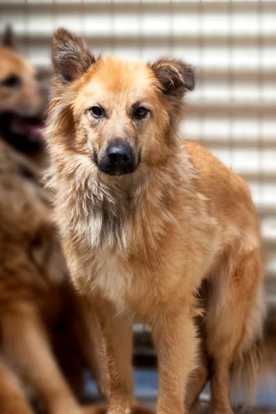 Otsoa, female young Mixed Breed for adoption at Hunderettung Europa e.V., Duisburg