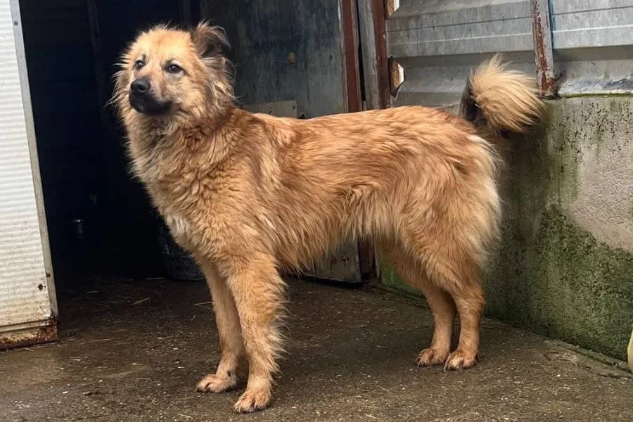 Otsoa, female Mixed Breed for adoption at Hunderettung Europa e.V. — photo 2 of 6