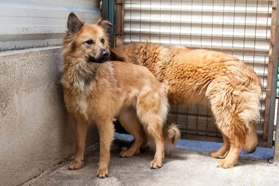 Otsoa, female Mixed Breed for adoption at Hunderettung Europa e.V. — photo 3 of 6