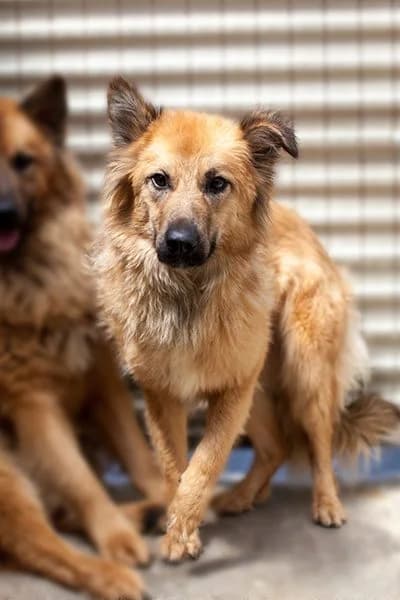 Otsoa, female Mixed Breed for adoption at Hunderettung Europa e.V. — photo 4 of 6