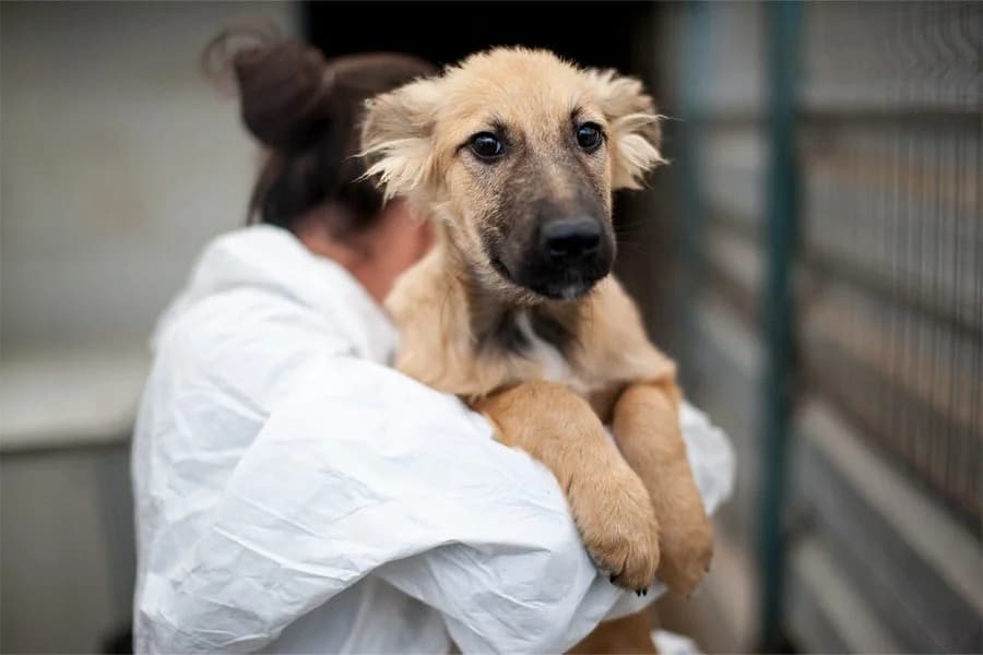 Otsoa, female Mixed Breed for adoption at Hunderettung Europa e.V. — photo 5 of 6