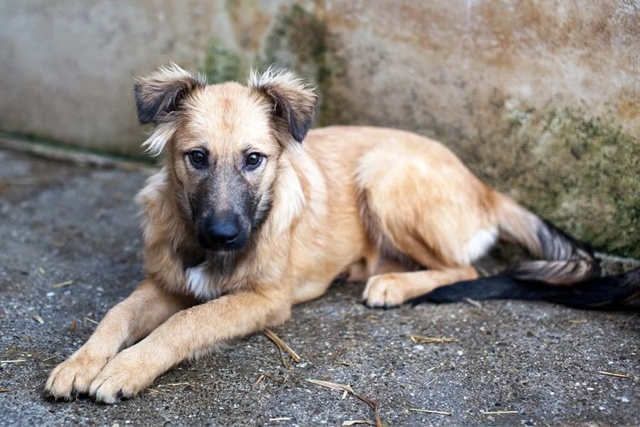 Otsoa, female Mixed Breed for adoption at Hunderettung Europa e.V. — photo 6 of 6