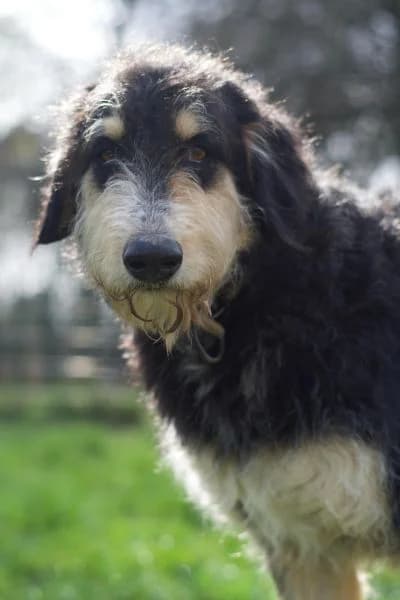 Pflegehund Nacho, male 3yo Mixed Breed for adoption at Hunderettung Europa e.V., Duisburg