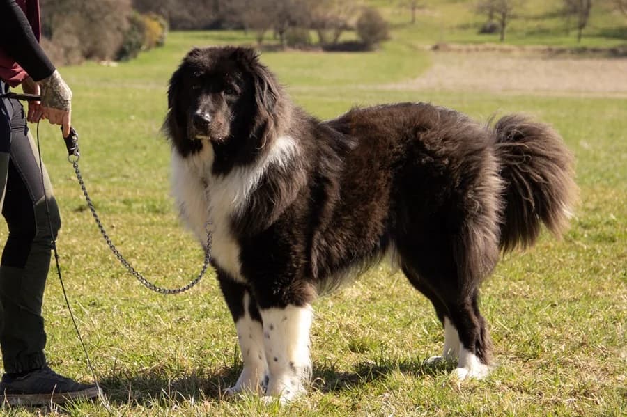 Pflegehund Cap, male Mixed Breed for adoption at Hunderettung Europa e.V. — photo 2 of 7