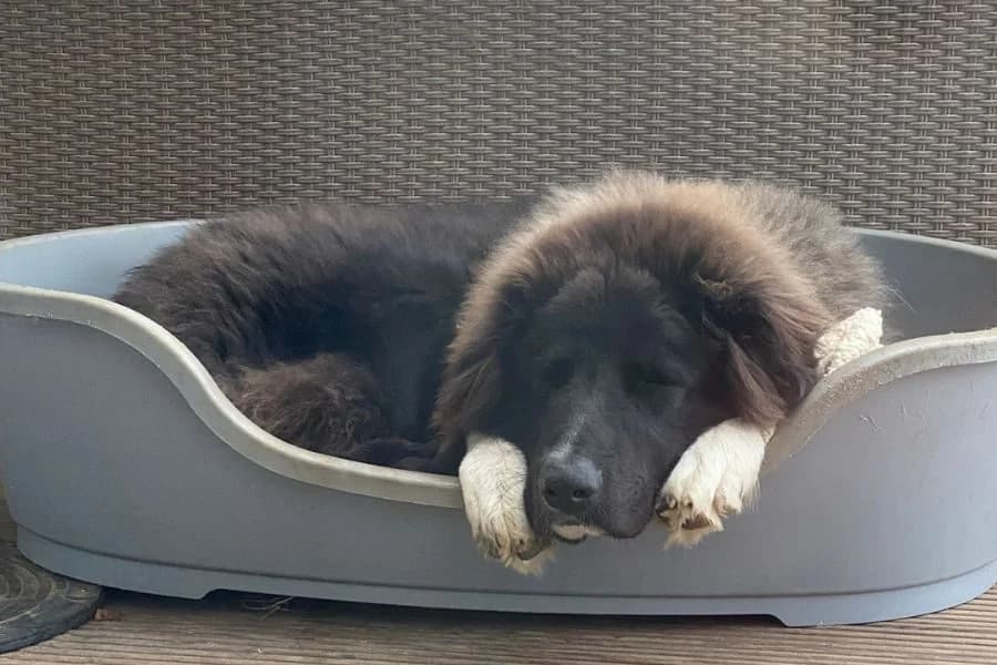 Pflegehund Cap, male Mixed Breed for adoption at Hunderettung Europa e.V. — photo 3 of 7