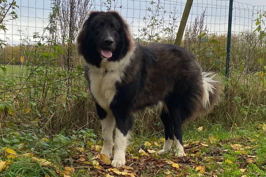 Pflegehund Cap, male Mixed Breed for adoption at Hunderettung Europa e.V. — photo 4 of 7