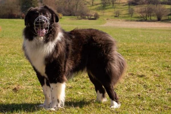 Pflegehund Cap, male Mixed Breed for adoption at Hunderettung Europa e.V. — photo 6 of 7