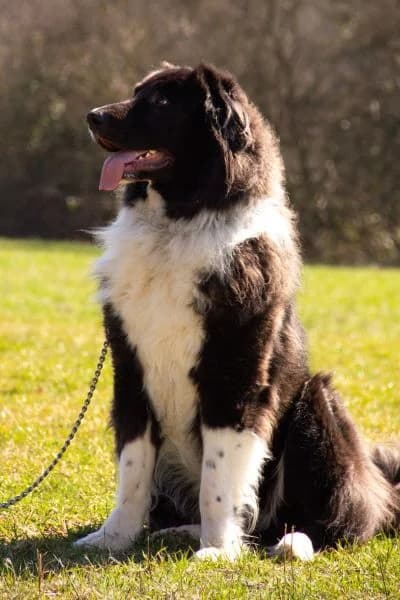 Pflegehund Cap, male Mixed Breed for adoption at Hunderettung Europa e.V. — photo 7 of 7