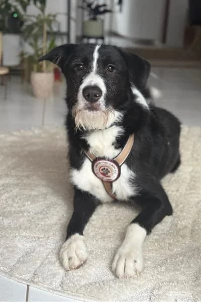 Pflegehund Balou, male young Mixed Breed for adoption at Hunderettung Europa e.V., Duisburg