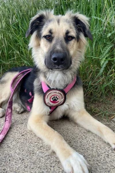 Pflegehund Suki, female young Mixed Breed for adoption at Hunderettung Europa e.V., Duisburg