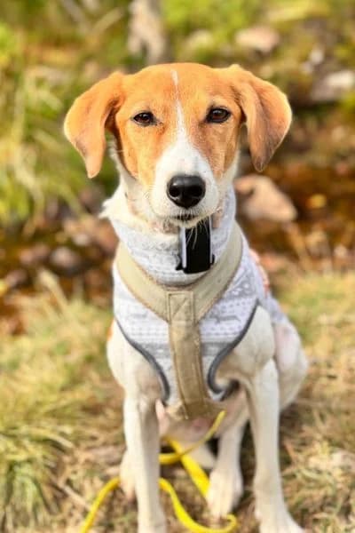 Pflegehund Suri, female Mixed Breed for adoption at Hunderettung Europa e.V.