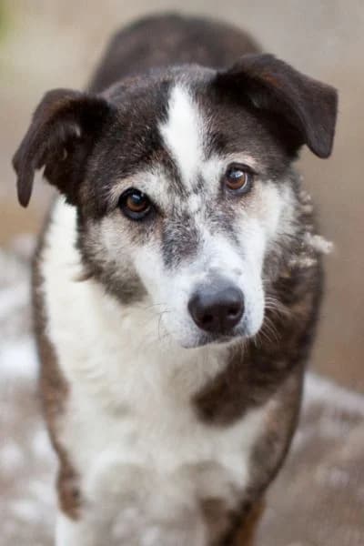 Solea, female senior Mixed Breed for adoption at Hunderettung Europa e.V., Duisburg