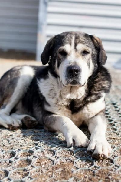 Oskar, female senior Mixed Breed for adoption at Hunderettung Europa e.V., Duisburg