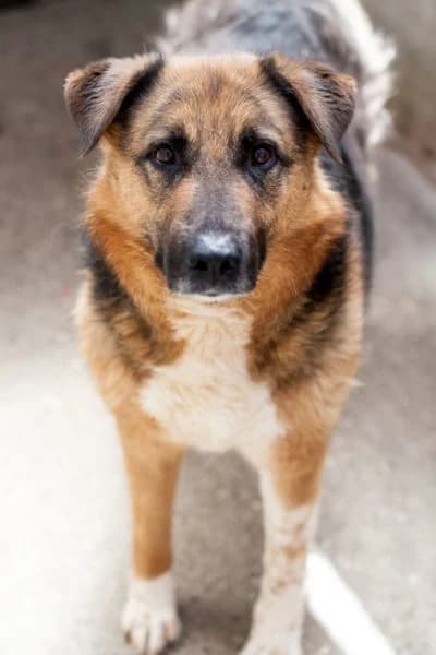 Flenni, female 6yo Mixed Breed for adoption at Hunderettung Europa e.V., Duisburg